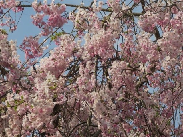 第8回 中野かじ川公園しだれ桜まつり｜多賀観光協会（昨年の様子）