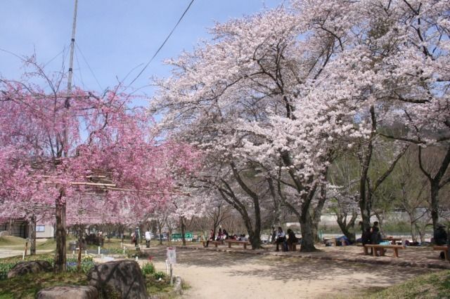 笠置さくらまつり〜希望を植える日〜（笠置町）