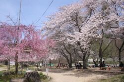 笠置さくらまつり〜希望を植える日〜（笠置町）