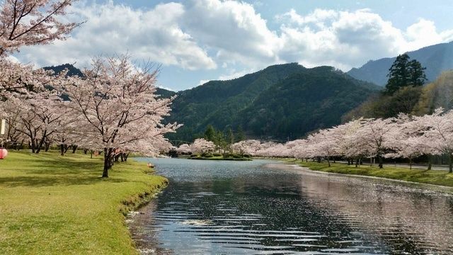 第39回 下北山村さくら祭（下北山村）