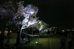 2026 大阪狭山市桜まつり 春