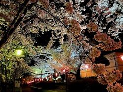 柴島浄水場桜並木通り抜け（会場内ライトアップの様子）