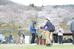 第20回 佐用町桜まつり