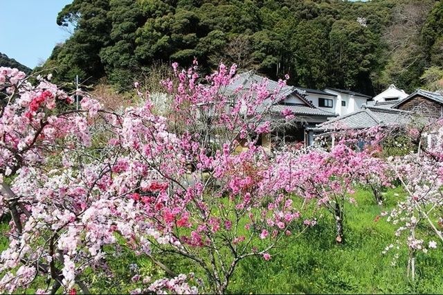 しだれ桃の里まつり（下田市観光協会）