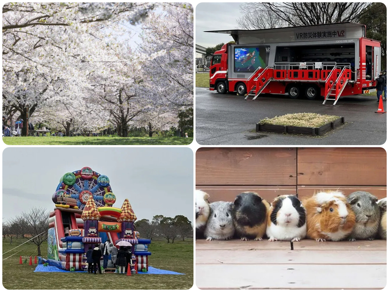 舎人公園 千本桜まつり