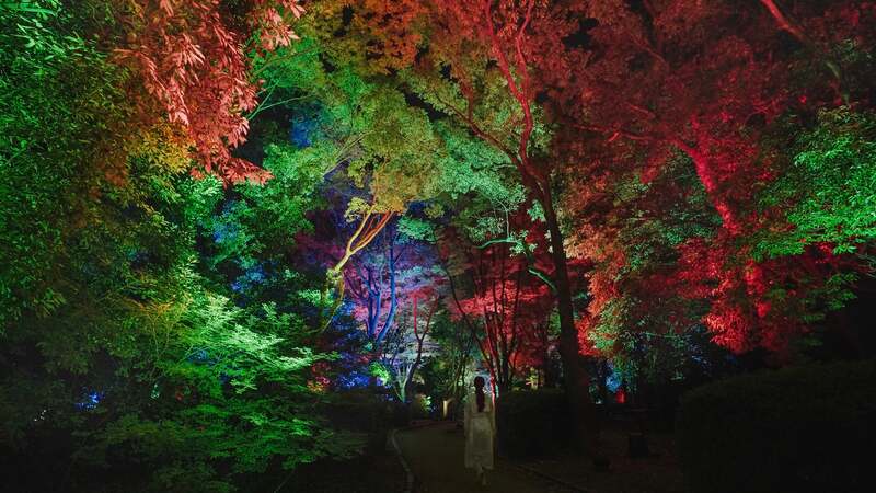 チームラボ《呼応する木々》（C） チームラボ ※参考画像