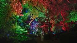 チームラボ《呼応する木々》（C） チームラボ ※参考画像