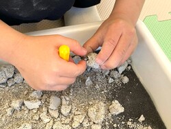 「800円で本物の化石をザクザク発掘！宮城・南三陸で予約不要の体験イベントが毎日開催」の写真