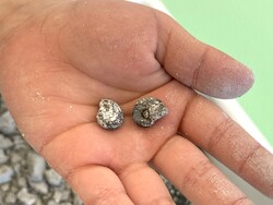 「800円で本物の化石をザクザク発掘！宮城・南三陸で予約不要の体験イベントが毎日開催」の写真