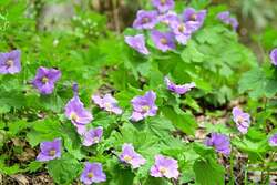 「チューリップ23万本が咲き誇る！北海道・滝野すずらん丘陵公園がグリーンシーズン開幕」の写真