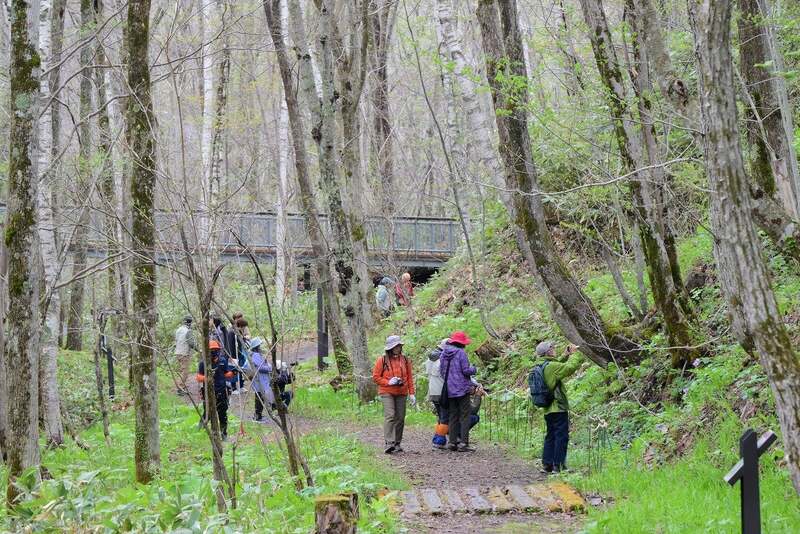 シラネアオイと春の野の花まつり