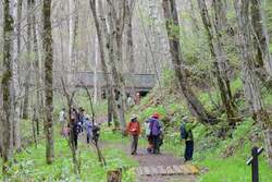 シラネアオイと春の野の花まつり