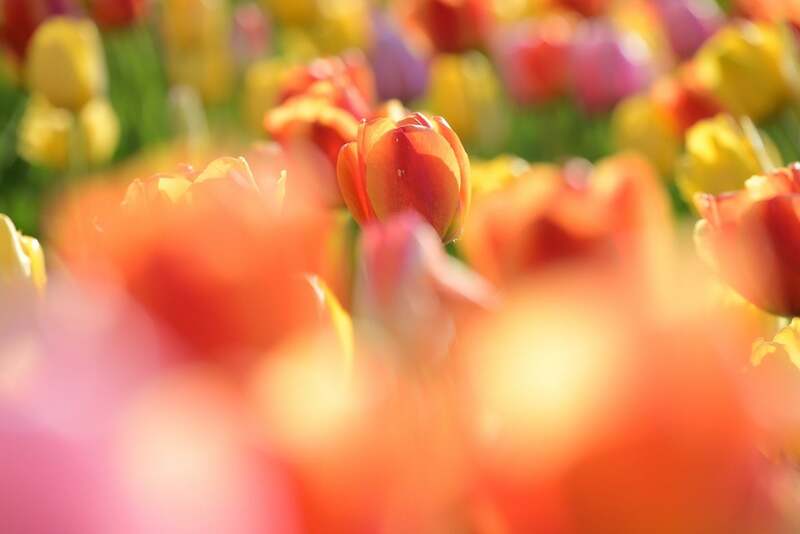 チューリップ・すずらんフェスタ