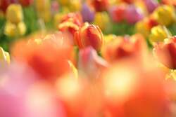 チューリップ・すずらんフェスタ