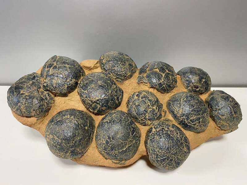 テリジノサウルス卵