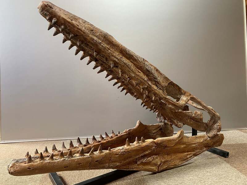 モササウルス頭骨