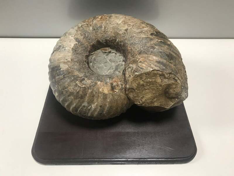 北海道アンモナイト