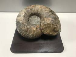 北海道アンモナイト