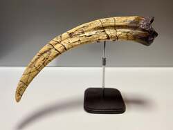 テリジノサウルス前脚爪