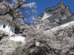 「全面オープン！桜咲く「忍者の里」でスタンプラリー　ホテル宿泊券や忍者体験無料券も」の写真