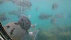 「【2026】春休みに行きたい！海中水族館＆展望塔7選 潜水艦気分で冒険・イベント情報も」の写真