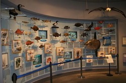 「千葉県立中央博物館分館 海の博物館」の様子