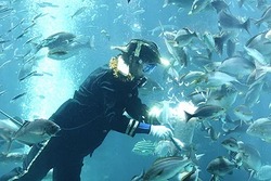伊豆近海の海中を模した大水槽の中で、ダイバーによる餌付けショーを開催！