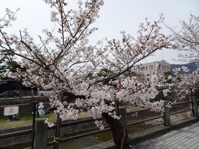 芦屋さくらまつり