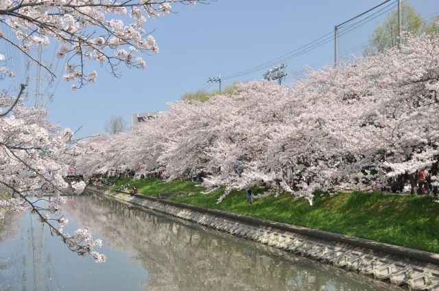 スプリングフェスタ鹿島川2026