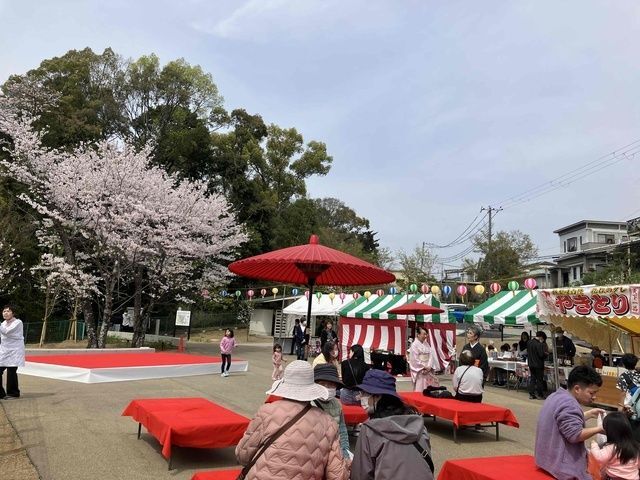 大井関桜まつり│(c)泉佐野市観光協会