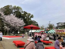 大井関桜まつり│(c)泉佐野市観光協会