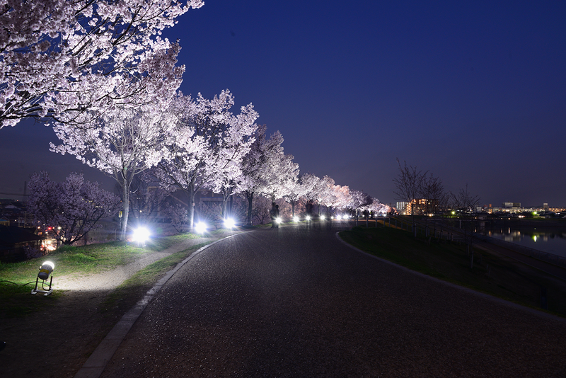 桜まつり〜春〜