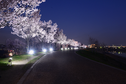 桜まつり〜春〜