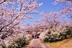 平草原公園 桜まつり・夜桜ライトアップ
