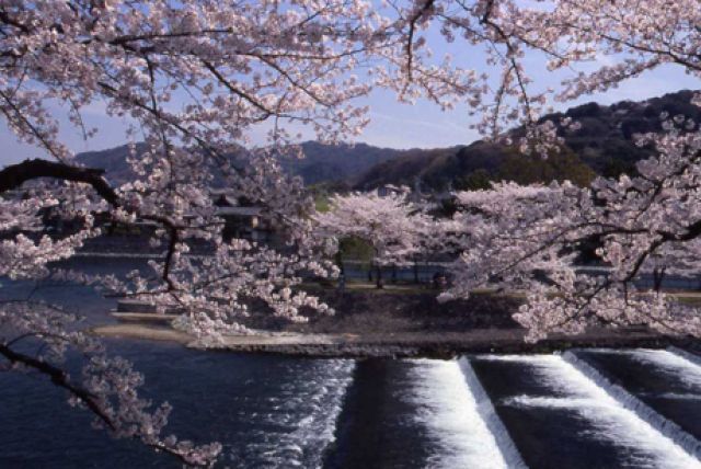 第50回 宇治川さくらまつり（宇治市観光振興課）