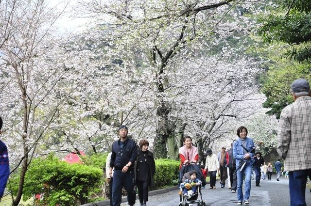 黄金崎さくらまつり