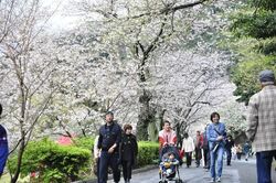 黄金崎さくらまつり