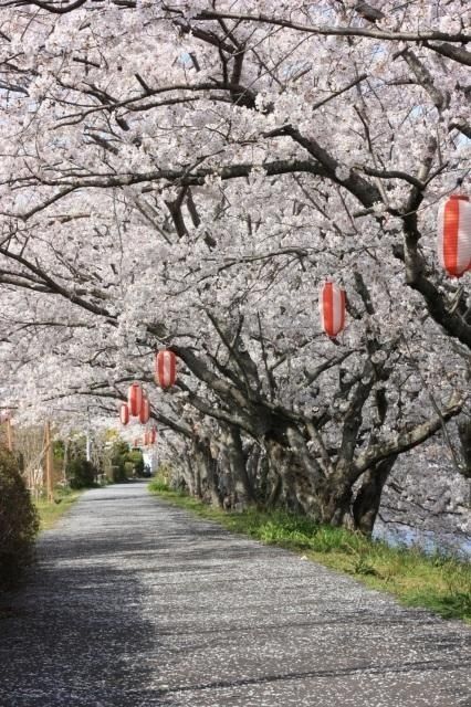 勝間田川さくらまつり