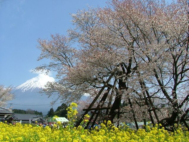 狩宿さくらまつり│(c)富士宮市