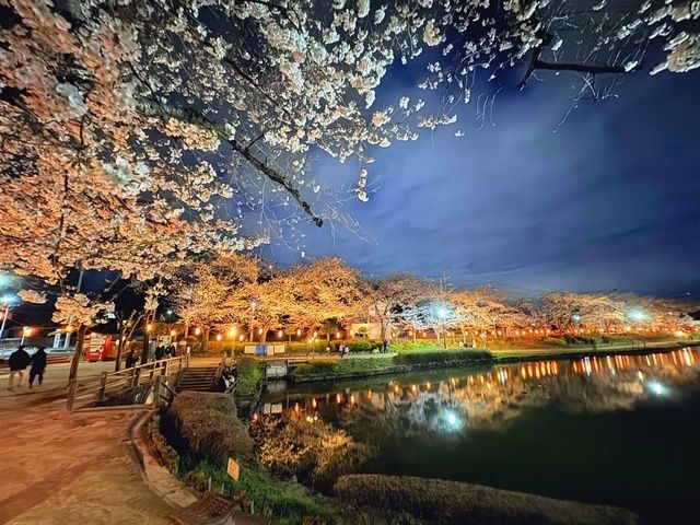 桜まつり（桜のライトアップ）（一般社団法人東松山市観光協会）