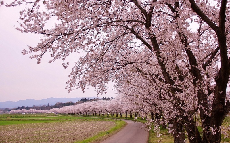 第22回 嵐山さくらまつり