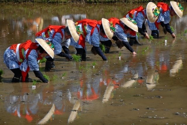 香取神宮 御田植祭│（C）香取市商工観光課