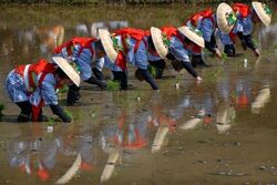 香取神宮 御田植祭│（C）香取市商工観光課