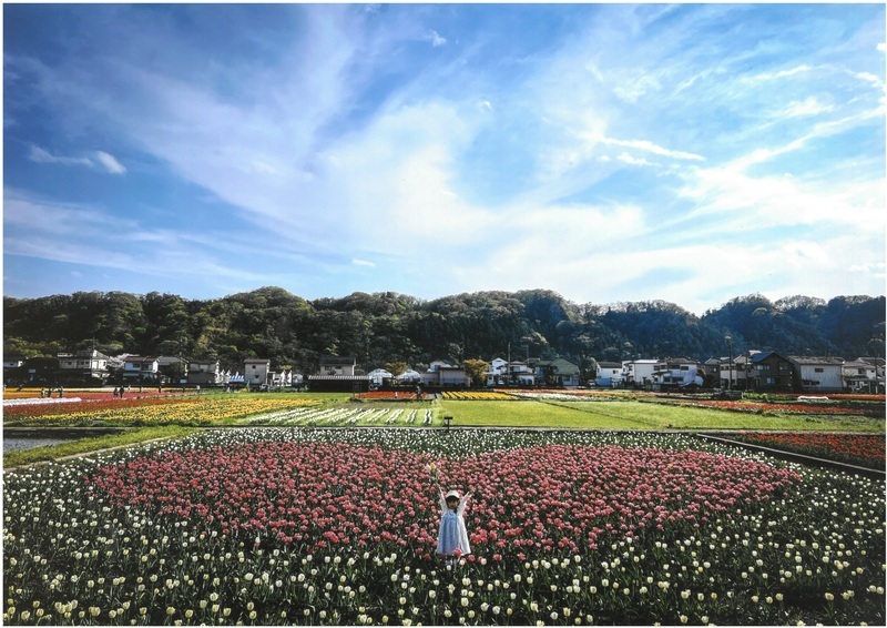 はむら花と水のまつり（後期チューリップまつり）