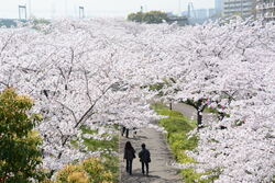 小松川千本桜まつり2026