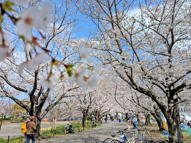 さむかわ桜まつり2026