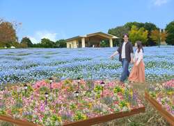 ネモフィラ花壇と芝生広場（イメージ）