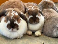 「海辺の公園が動物園に!?　30種以上のいきものと触れ合える2日間限定イベントが神戸で」の写真