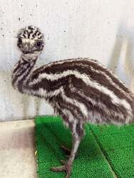 「動物園で春のベビーラッシュ到来！伊豆シャボテン動物公園に6種の赤ちゃんが続々誕生」の写真