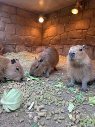 「動物園で春のベビーラッシュ到来！伊豆シャボテン動物公園に6種の赤ちゃんが続々誕生」の写真